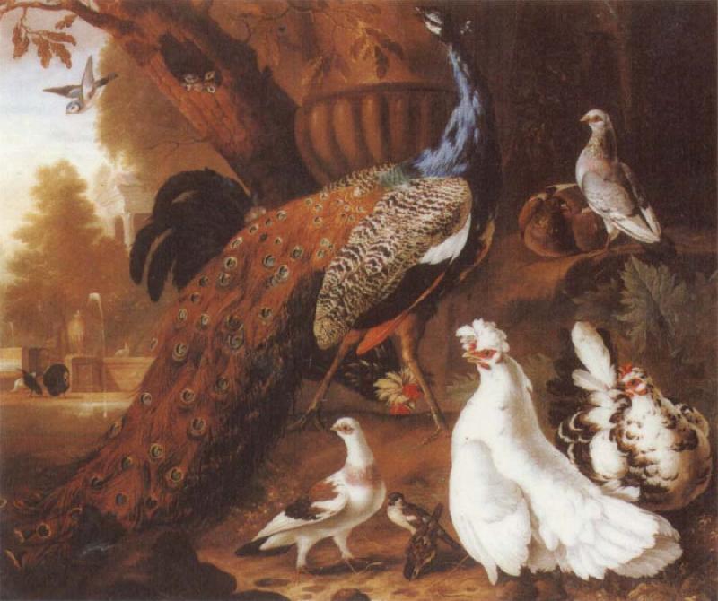 Jakob Bogdani Bird of Paradise oil painting image
